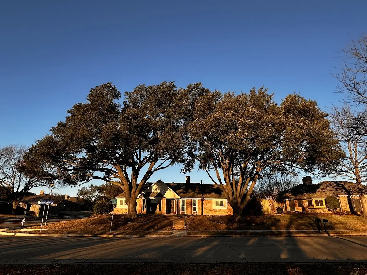 Established residential canopy tree shading a home in Imperial